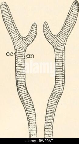 Elemente für Vergleichende Zoologie (1904) Elemente für Vergleichende Zoologie elementsofcompar 1904 König Jahr: 1904 METAZOEN. Alle übrigen Abteilungen oder Gruppen von Tieren sind vereint unter dem Namen Metazoen aus folgenden Gründen: Eine sorgfältige Prüfung ihrer Struktur führt zu den Con-, die in den Körper ist von nennenswerter Größe, und das in allen und in jedem einzelnen bestimmter Teile oder Organe sind spezialisiert für die Leistung bestimmter Funktionen erforderlich in der Wirtschaft der einzelnen. So finden wir in allen Geschlechtsorgane, die sich ausschließlich mit den Fortbestand der Arten zu tun; Stockfoto