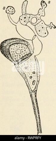 Elemente der Biologie; eine praktische Elemente der Biologie; ein praktisches Lehrbuch Korrelation von Botanik, Zoologie, und die menschliche Physiologie elementsofbiolog 00 Jagd Jahr: [1907] FLOWERLESS Anlagen 165 Stockfoto