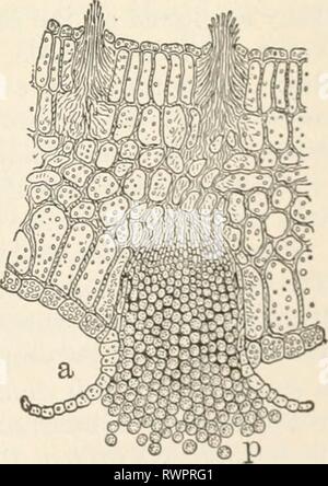 Elemente der Biologie; eine praktische Elemente der Biologie; ein praktisches Lehrbuch Korrelation von Botanik, Zoologie, und die menschliche Physiologie elementsofbiolog 00 Jagd Jahr: [1907] und ein Uredospores teleuto - spore (/) von Weizen Rost. - De Bary, Flecken werden durch Sammlungen von Sporen des Rost verursacht. Das MYZEL der Anlage befindet sich in der Klinge des Blattes, wo sie die Versorgung mit Lebensmitteln von der lebenden Zellen des grünen Blatt. Das Myzel schickt bis Stängel durch die Spaltöffnungen der Blätter, und sie sind es, die sporangien halten, mit Myriaden von gelb-braune Sporen. Die Sporen im Sommer hergestellt werden t Stockfoto