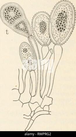 Elemente der Biologie; eine praktische Elemente der Biologie; ein praktisches Lehrbuch Korrelation von Botanik, Zoologie, und die menschliche Physiologie elementsofbiolog 00 Jagd Jahr: [1907] und ein Uredospores teleuto - spore (/) von Weizen Rost. - De Bary, Flecken werden durch Sammlungen von Sporen des Rost verursacht. Das MYZEL der Anlage befindet sich in der Klinge des Blattes, wo sie die Versorgung mit Lebensmitteln von der lebenden Zellen des grünen Blatt. Das Myzel schickt bis Stängel durch die Spaltöffnungen der Blätter, und sie sind es, die sporangien halten, mit Myriaden von gelb-braune Sporen. Die Sporen im Sommer hergestellt werden t Stockfoto