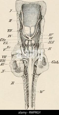 Elemente der vergleichenden Anatomie Elemente der vergleichenden Anatomie der Wirbeltiere elementsofcompar 00 wied Jahr: 1886 das Gehirn. 139 In der Angler (Lophius piscatorius, ein Teleostean) Es gibt auch eine oberflächliche Schicht von enormer Nerv-Zellen (über 200 an der Zahl) hinter dem Calamus scrip-torius des Sinus rhomboidalis, füllen die dorsale Riss des Rückenmarks für eine bestimmte Distanz: ihre Entdecker, G. Fritsch, nennt sie "lobi Nervi lateralis." Die Achse Fasern, die sich aus diesen Zellen begleiten Sie den N. trigeminus und N. vagus, aber keine elektrische Organe, die völlig wanti sind go Stockfoto