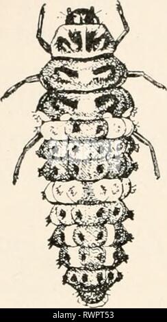 Elementare Entomologie ([c 1912]) Elementare Entomologie elementaryentomo 00 sand Jahr: [c1912] Abb. 237. Die neun-beschmutzte Marienkäfer - Käfer (Kokken - nella noveninotata], - Erwachsene und Larve (nach Chittenden) Familie ernähren sich von Pflanzen - Läuse, Skalen und anderen weichen Körper Insekten, sowohl als Erwachsene und als Larven und kann überall dort zu finden, wo ihre Beute reichen wird. Im Allgemeinen ist die gemeinsame Gelb oder Rot, Schwarz-gefleckte Arten ernähren sich von Pflanzen - Läuse, während die kleineren schwarzen Arten, mit roter oder weißer Flecken, Futtermittel auf Skalen markiert. So sind die Dame - Vögel unter den Kolonien der Anlage - Läuse, häufig sind sie Stockfoto