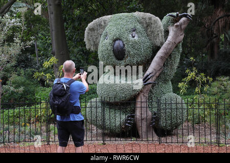 Riesige formgehölze Koala im Königlichen Botanischen Garten in Sydney. Stockfoto