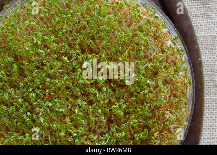 Brunnenkresse frische grüne Blätter Makro Stockfoto