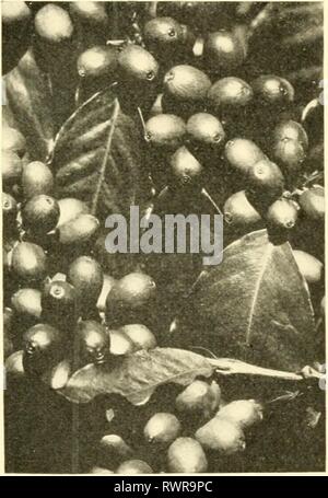 Elemente der philippinischen Landwirtschaft (1908) Stockfoto