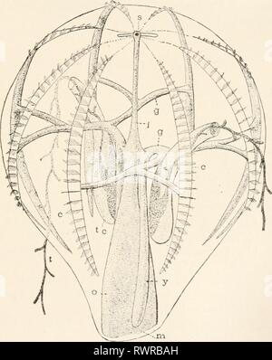 Elemente für Vergleichende Zoologie (1904) Elemente für Vergleichende Zoologie elementsofcompar 1904 König Jahr: 1904 CCELENTERATA. 175 (CRUSTACEA = Kamm-Träger). Es gibt keine Rüssel, den breiten Mund, Ektodermalen Speiseröhre, wird an einem Pol des Körpers und zu einem verdauungstrakt Die m Bild führt. 22.- Diagramm der Rippenqualle. c, Zeilen von Kämmen; g, Niederlassungen der Digest-ive Trakt; ich, "Darm"; m, Mund, Speiseröhre; o; s, sensorische Platte; t, TEN-Ts, tc, tentakel Mantel; y, cesophageal Schiff. Zweige wieder und wieder (g), so dass ein Teil zugrunde liegt, jede Zeile von Kämmen. Es gibt keine Stockfoto