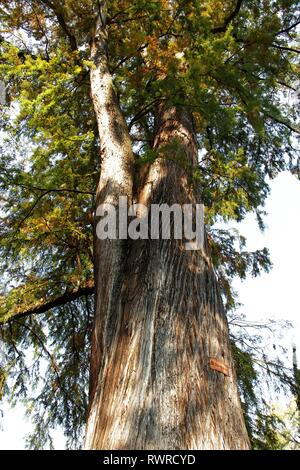 Taxodium distichum mucronatum. Ahuehuete Baum. Stockfoto