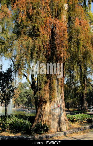 Taxodium distichum mucronatum. Ahuehuete Baum. Stockfoto