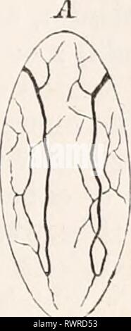 Elemente der vergleichenden Anatomie (1878) Elemente der vergleichenden Anatomie elementsofcompar 00 gege Jahr: 1878 Abb. 80. Diagramm der Ausscheidungsorgane der Platyhelminthes, mit den verschiedenen Formen auf, die von einer anderen abgeleitet werden können. An den Wänden der feine Kanäle verteilt. Die wichtigsten Stämme, die in der Regel etwas vergrößert, noch offen, die in vielen Formen in der anterioren Region des Körpers (Abb. 80, A) (Tristoma papillosum). Die Dosieröffnung (Porus excretorius) wird am häufigsten für den Seitenzahnbereich ( D), wo die beiden vaskuläre Trunks ungefähre und zu einer gemeinsamen Öffnung vereinen gelegt. Stockfoto
