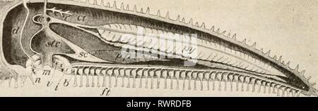 Elemente der Biologie; eine praktische Elemente der Biologie; ein praktisches Lehrbuch Korrelation von Botanik, Zoologie, und die menschliche Physiologie elementsofbiolog 00 Jagd Jahr: [1907] 204 Zoologie t â â .. als ich ^ % % % % % % % % % % % % % % % % 1^^ M Vertikaler Schnitt durch einen Arm eines Seesterns; b, Ampulle, d Wasser Kanal öffnen bei maJre - poric Platte {st); Ich, radial Wasser Rohr; m, Mund; ft, Rohr, Füße, Py, verdauungsfördernde Drüse; stc, Magen. Davison, Zoologie. Auf der dorsalen (aboral) Seite des Tieres werden Sie einen erhöhten Körper über den Durchmesser eines Bleistifts finden. Dieses Gremium, das unter dem Mikroskop hat die Struktur eines sehr feinen Stockfoto