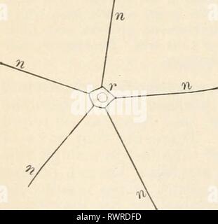 Elemente der Biologie; eine praktische Elemente der Biologie; ein praktisches Lehrbuch Korrelation von Botanik, Zoologie, und die menschliche Physiologie elementsofbiolog 00 Jagd Jahr: [1907] Vertikaler Schnitt durch einen Arm eines Seesterns; b, Ampulle, d Wasser Kanal öffnen bei maJre - poric Platte {st); Ich, radial Wasser Rohr; m, Mund; ft, Rohr, Füße, Py, verdauungsfördernde Drüse; stc, Magen. Davison, Zoologie. Auf der dorsalen (aboral) Seite des Tieres werden Sie einen erhöhten Körper über den Durchmesser eines Bleistifts finden. Dieses Gremium, das unter dem Mikroskop hat die Struktur eines sehr feinen Sieb, ist der madreporic Platte bezeichnet. Durch diese Stockfoto