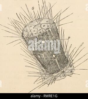 Elementare Lehrbuch der Zoologie (1884) Elementare Lehrbuch der Zoologie elementarytextbo 0101 clau Jahr: 1884 210 CCELENTERATA. und Medusa:, und haben die ehemaligen in der Gruppe der Ccelenterata enthalten. Die PORIFERA waren lange Zeit für Pflanzen genommen und vor Kurzem für protozoon-Bestände. Während jedoch die Polypen und Medusae als Cnidaria unterschieden sind und durch den Besitz von nematozysten und durch die höhere Differenzierung ihrer Gewebe geprägt, die Porifera oder Spongiaria vorhanden mehr einfache Formen der Gewebe in die schwammartige Struktur ihrer Körper, und sind ohne nemato - Zyste Stockfoto