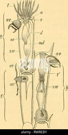 Der Paläontologie bearbeitet (1890) der Paläontologie bearbeitet elementederpal 00 stei Jahr: 1890 190 I. Thierreich. - Vi. MoUuscoidea. - 1. Klasse: ISivozoa. Hincks, Th. Geschichte der britischen Marine Polyzoa. 2 Vol. London 1880. d'Orbigny, A. Paläontologie fian^ aise; Terr. crötac. t. V 1850 - 51. Quenstedt, F.A. Petrefactenkunde Deutschlands. Bd. 1, Bl. Vi. Überzeugt von. Leipzig 1879. Reuss, A.E., & A. Manzoni. Die bryozoen des öslr.-ungar. Miocäns. Denk. d. Wiener Akad. d.W. Bd. 1, Bl. 34, 37, 38. 1874 - 78. Incrustirenden, Knolligen oder verästelten Col auf ien der Bryozoa sterben, oder Moosthierc Stockfoto