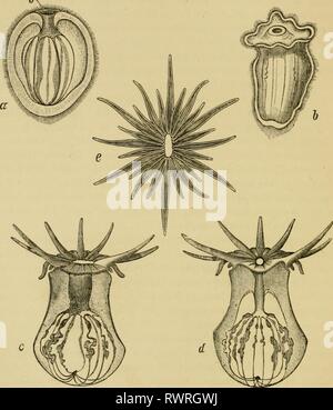 Elementare Lehrbuch der Zoologie, allgemein Stockfoto