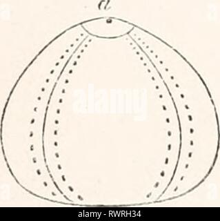 Elemente der vergleichenden Anatomie (1878) Elemente der vergleichenden Anatomie elementsofcompar 00 gege Jahr: 1878 198 vergleichende Anatomie. Stockfoto