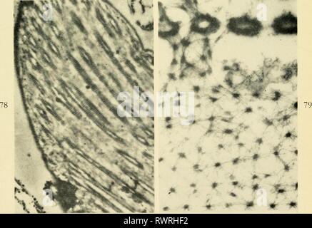 Elektronen-mikroskopische Struktur der Protozoen (1963) Stockfoto