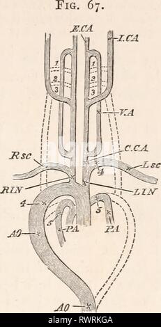 . Die Elemente Der Embryologie,. Viii.] Der DUCTUS BOTALLI. 219 Vor ...