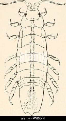 Elemente für Vergleichende Zoologie (1904) Elemente für Vergleichende Zoologie elementsofcompar 1904 König Jahr: 1904 230 Systematische Zoologie. Es gibt zwei Unterteilungen von Tetradecapods: Isopoda und Amphipoda. In der Asseln (Abb. 57) Der Körper ist deprimiert, als die in der Leistungsbeschreibung - Fehler, und die Kiemen sind unter dem Bauch getragen. Die meisten der Isopoda weiden auf decay-ing Angelegenheit, aber einige haben Parasiten auf andere Tiere werden, und wurden deshalb so verändert ihr Aussehen, dass Einer, der weiß, dass nur die Erwachsenen würden Sie nie als Asseln überhaupt. Aber die jungen Regeln die Frage, denn bevor Sie beginnen Stockfoto