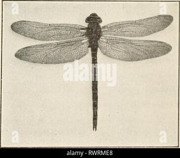 Elemente der Biologie; eine praktische Elemente der Biologie; ein praktisches Lehrbuch Korrelation von Botanik, Zoologie, und die menschliche Physiologie elementsofbiolog 00 Jagd Jahr: [1907] INSEKTEN 243 große wirtschaftliche Bedeutung sind die hessische Fliege, die Larven, welche Feeds auf jungen Weizen; der bot Fliegen, die in einem Larvalen Zustand ist ein Parasit auf Pferden, die gefürchtete Tsetse Fliege von Südafrika, die jetzt geglaubt wird, Krankheit bei Pferden und Rindern durch die Übertragung von eine parasitäre Protozoen zu verursachen, so viel wie die, die Malaria in den Menschen verursacht; und viele andere. Unter den wenigen fliegt nützlich, mann kann das fc erwähnt werden Stockfoto