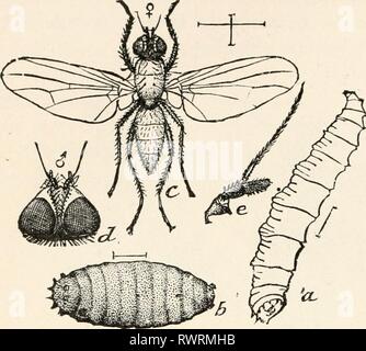 Elementare Entomologie Insekten 238 Elementare Entomologie Die