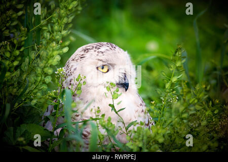 Porträt einer Weiße Schnee-eule (Bubo scandiacus) eingerahmt von grünen Pflanzen Stockfoto