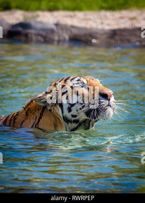 Ein Tiger (Panthera tigris) schwimmen im Wasser. Stockfoto