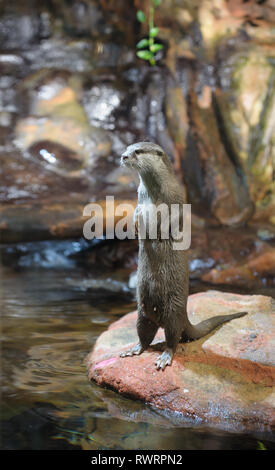 Braun Otter stehen und von der Kamera entfernt suchen Stockfoto