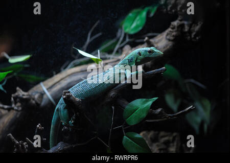 Eidechse im Terrarium auf Niederlassung des Baums Stockfoto