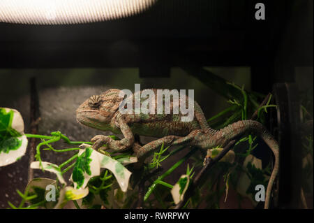 Chamäleon sitzt auf einem Ast im Terrarium Stockfoto