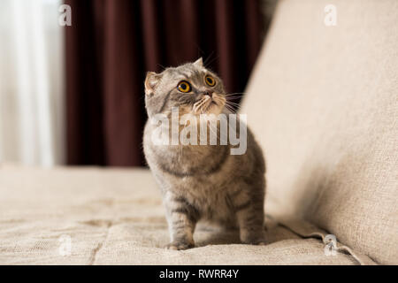 Erwachsene Katze Rasse Scottish Straight mit einer langen Schnurrbart sitzen auf der Couch Stockfoto