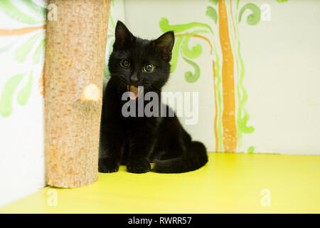 Die schwarze Katze sitzt auf einem Regal der grünen Farbe Stockfoto