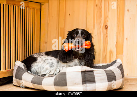 Erwachsener Hund Rasse russische Jagd spaniel liegt in ihrer Pad mit einem Spielzeug in den Mund Stockfoto