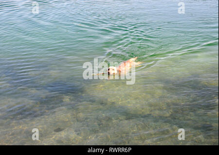 Portrait eines Hundes im See schwimmen Stockfoto