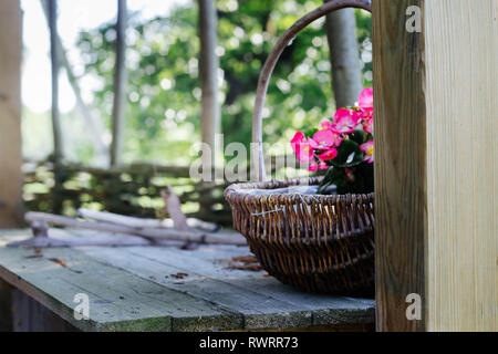 Rosa Begonien in einem Weidenkorb auf hölzernen Tisch im Freien - ländlichen Garten Dekoration Stockfoto