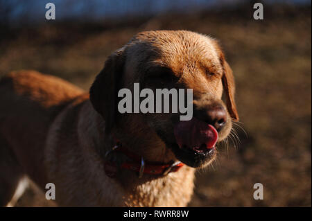 Porträt eines Hundes nach Bad im See Stockfoto