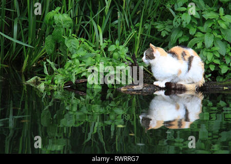Eine Katze, die sich in der Nähe von einem Teich umgeben von üppiger grüner Natur umgeben. Stockfoto