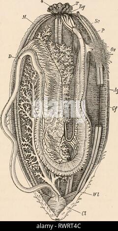 Elementare Lehrbuch der Zoologie, tr Stockfoto