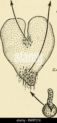 Elemente der Biologie, mit speziellen Elementen der Biologie, insbesondere in Bezug auf ihre Rolle im Leben der Tiere elementsofbiolog 00 Buch Jahr: 1933 ARCHEGONIUM ANTHERIDIUM Stockfoto