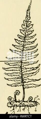 Elemente der Biologie, mit speziellen Elementen der Biologie, insbesondere in Bezug auf ihre Rolle im Leben der Tiere elementsofbiolog 00 Buch Jahr: 1933 GRÜNEN SPOROPHYT Stockfoto