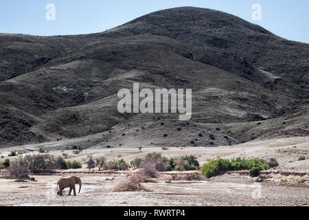 Eine wüste Elefanten in der Nähe von Purros, Namibia. Stockfoto