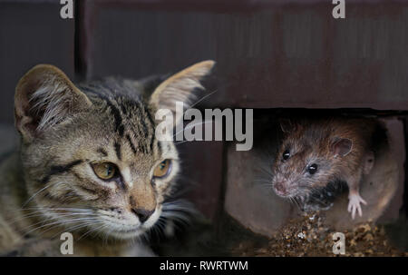 Cat anzustarren und zu warten, eine Maus aus dem Loch zu kommen Stockfoto