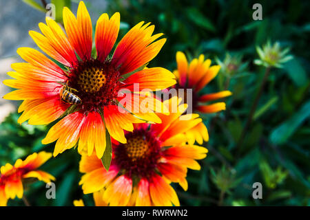 Gaillardia pulchella Garden Flower Stockfoto