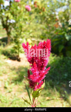 Celosia argentea Garden Flower Stockfoto