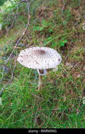 Macrolepiota Procera Pilz Stockfoto