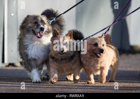 Drei Norwich Terrier kommen an der Birmingham National Exhibition Centre (NEC) für den ersten Tag der Crufts Dog Show. Stockfoto