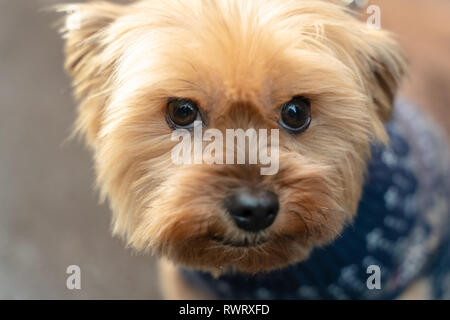 Porträt eines lächelnden Yorkshire Terrier sehr liebevoll und zärtlich kleinen Hund, Gesicht ganz nah. Stockfoto