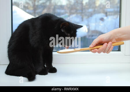 Schwarze Katze sitzt auf dem Fenster essen saure Sahne aus einem Löffel aus Holz. Close-up. Stockfoto