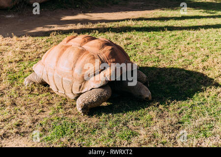 Riesige Schildkröte essen Gras im Tierpark, Barcelona, Spanien Stockfoto