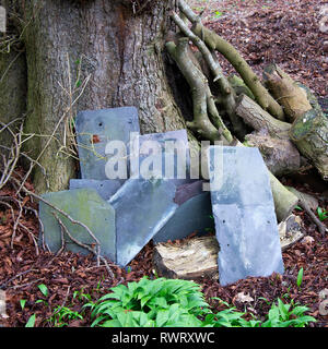 Alte Dacheindeckung Schiefer lehnte sich gegen einen Baumstamm in einem Garten in der Nähe Carnforth Lancashire England Vereinigtes Königreich Großbritannien Stockfoto