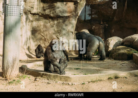 Schimpansen und Gorillas im Tierpark, Barcelona, Spanien Stockfoto